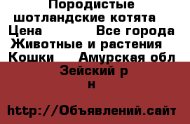 Породистые шотландские котята. › Цена ­ 5 000 - Все города Животные и растения » Кошки   . Амурская обл.,Зейский р-н